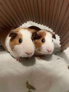 Rescue Short Haired Guinea Pigs for Adoption in Springfield, Oregon - Snickers & Twix | PetCurious